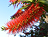 bottle brush
