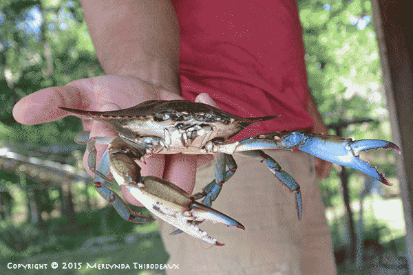 Louisiana Crab