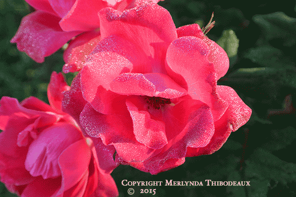 Red Rose
